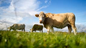 Les flatulences de 90 vaches ont provoqué une explosion dans leur étable, en Allemagne.