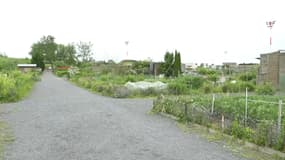 L'homme de 30 ans a atterri dans ces jardins de la commune de Bondues 