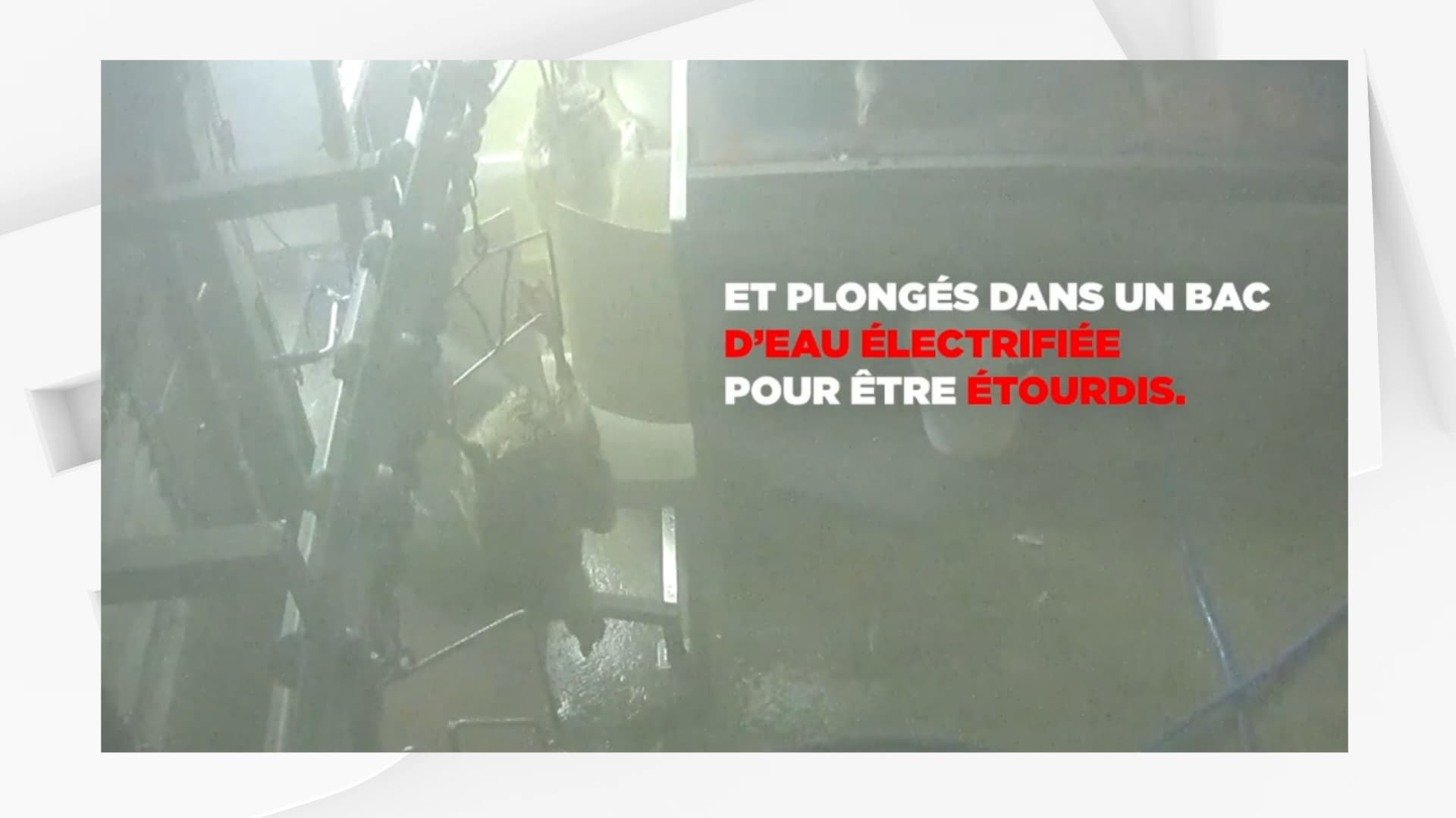 canards03.png
