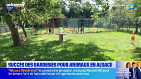 Bas-Rhin: les touristes laissent leurs animaux de compagnie en garderie pour profiter de leurs vacances