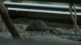 Les rats se compteraient par millions dans les rues de Marseille.