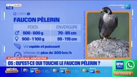Planète Locale du mercredi 4 juin - Champcella : l’envoi d’un jeune faucon pèlerin