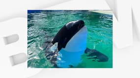 Lolita, la plus vieille orque en captivité, est morte