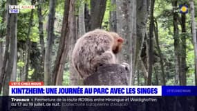 L'été chez nous: une journée au parc avec les singes à Kintzheim