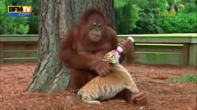 Un orang-outan s’occupe de bébés tigres