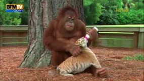 Un orang-outan s’occupe de bébés tigres