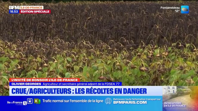 Dépression Kirk: les agriculteurs ne savent pas s'ils pourront sauver leurs récoltes (1/1)