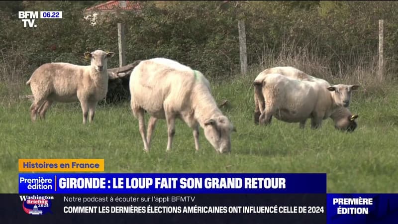 Gironde: les éleveurs inquiets du retour du loup