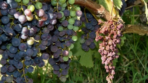Raisin attaqué par le mildiou dans le Bordelais, en août 2018