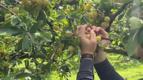 A Rozelieures (Meurthe-et-Moselle), les premières mirabelles ont été cueillies par les producteurs. 