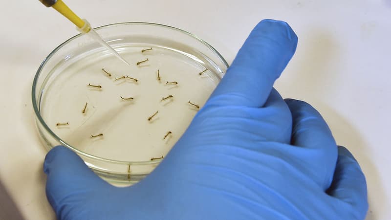 Des chercheurs travaillent sur les larves des moustiques responsables de la transmission de le Dengue (illustration)