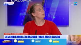Canicule: les précautions à prendre avec les animaux de compagnie