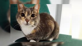 Police, le chat du commissariat, a été agressé par un homme placé en garde à vue au commissariat de Beauvais (Oise), le 18 août 2025.