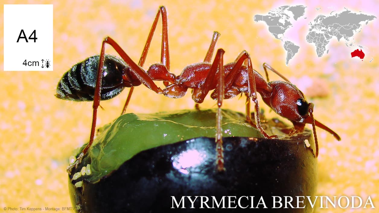 Myrmecia brevinoda, la plus grosse fourmi du monde Myrmecia brevinoda, la plus grosse fourmi du monde