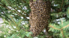 Un essaim d'abeille (photo d'illustration)
