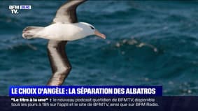 Angèle's choice - The albatrosses 
