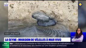 La Seyne-sur-Mer: invasion de vélelles à Mar Vivo