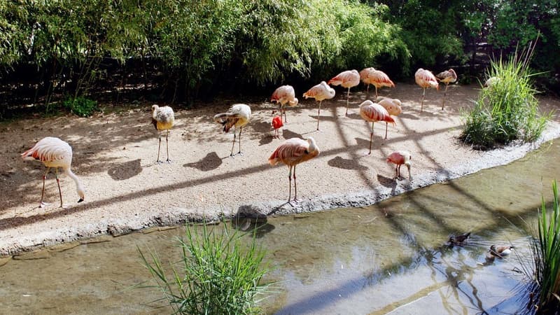 Des flamands roses de Villars-les-Dombes