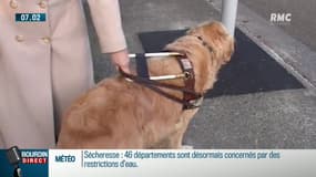 Un chien guide. Photo d'illustration