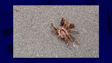 La mygale retrouvée à Plancoët