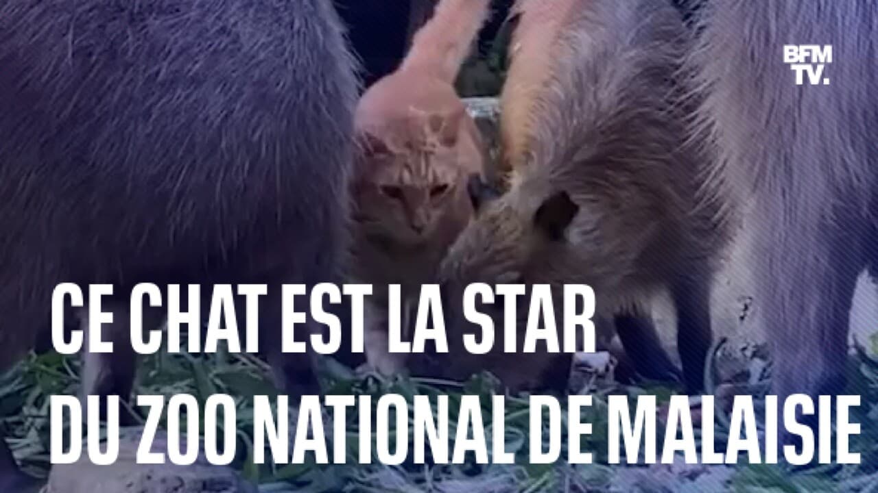 T-shirt Homme "Adopte Un Chat" Avec Raton, Opossum & Moufette - Motif Humour Noir, Coton - US