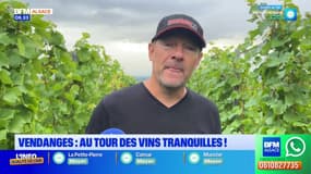 Vendanges: c’est l’heure des vins tranquilles