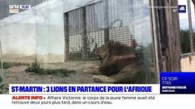 Saint-Martin: l'association Tonga va permettre à trois lions de retrouver la vie sauvage