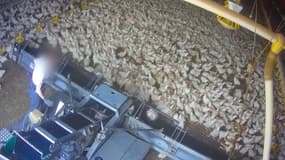 Des poulets ramassés à la moissonneuse dans un élevages DUC.