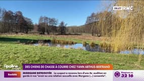 Des chiens de chasse à courre chez Yann Arthus-Bertrand 