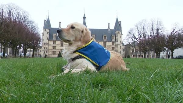 Ouchi, le chien d'assistance judiciaire à Nevers.