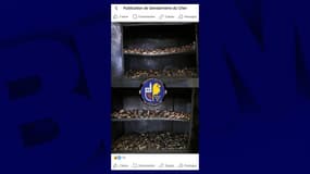 Capture d'écran du compte Facebook de la Gendarmerie du Cher. Sur l'image, on aperçoit plusieurs étages d'une "armoire" de fortune sur laquelle sont entreposés des poissons (barracudas) en état de putréfaction. Rien ne laisse penser à un respect effectif des règles sanitaire en matière de conservation de produits frais.