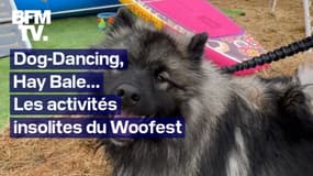 Dog-Dancing, Hay Bale, Doga... Les activités insolites du Woofest, le festival dédié aux chiens