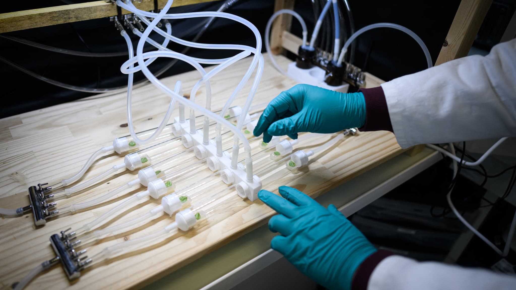 Un technicien de laboratoire étudie le comportement des pucerons au contact d'une odeur particulière afin de développer un parfum alternatif aux pesticides et produits chimiques toxiques dans le laboratoire Agriodor à Rennes, le 16 mai 2025. Un technicien de laboratoire étudie le comportement des pucerons au contact d'une odeur particulière afin de développer un parfum alternatif aux pesticides et produits chimiques toxiques dans le laboratoire Agriodor à Rennes, le 16 mai 2025.