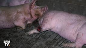 L214 révèle des images chocs d’un élevage porcin dans le Tarn