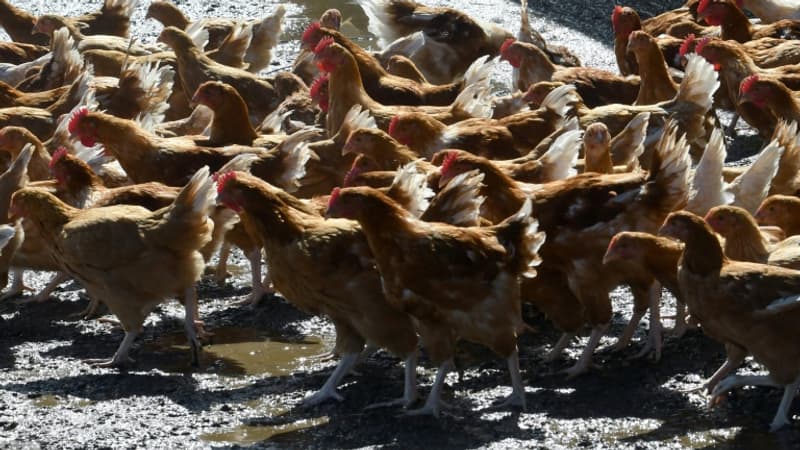 Grippe aviaire: plus de 770.000 volailles abattues depuis l'été