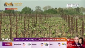 Droits de douane à 200%: les producteurs de vin, champagne et spiritueux s'insurge