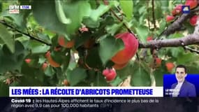 Alpes-de-Haute-Provence; la récolte des abricots a commencé dans les Mées 