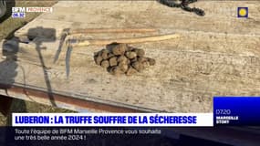 Luberon: la truffe souffre du changement climatique