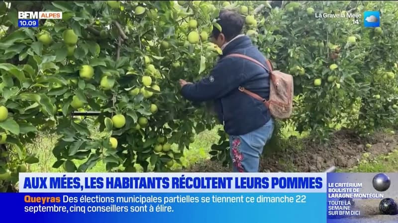 Mées: les habitants récoltent leurs pommes