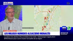 Planète locale du lundi 23 octobre - Les milieux humides alsaciens menacés