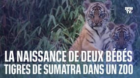 Deux bébés tigres de Sumatra sont nés dans un zoo au Royaume-Uni