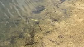 Pour la Fédération de pêche du Var, seules des analyses pourront expliquer ces morts de masse. 