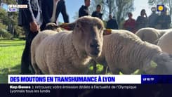 Lyon: des moutons en transhumance du parc de la Tête d'Or à l'île Barbe
