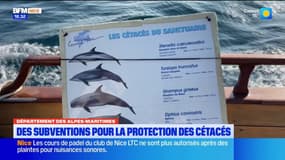 Alpes-Maritimes : le département s'engage pour la protection des cétacés
