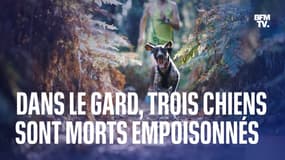 Trois chiens morts empoisonnés lors d’un canicross dans le Gard