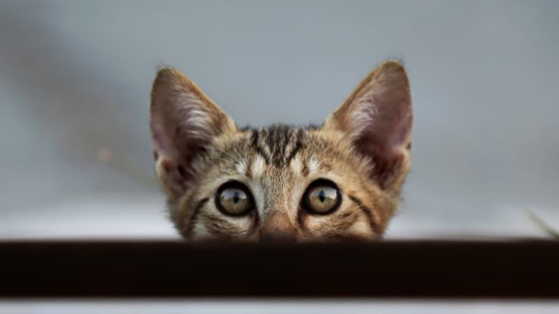 Un chat de gouttière dans une rue de Nicosie à Chypre, le 4 août 2018. (Photo d'illustration)