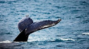 En Floride, seules cinq des 22 baleines échouées ont pu être sauvées.