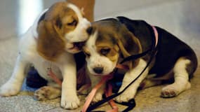Deux chiots Beagle