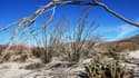 Un ocotillo, surnommé "cactus grimpant", en fleurs à côté d'un ocotillo mort dans le parc d'État du désert d'Anza-Borrego, une réserve naturelle située en Californie. Une plante du désert pourtant menacée par le changement climatique (photo d'illustration)