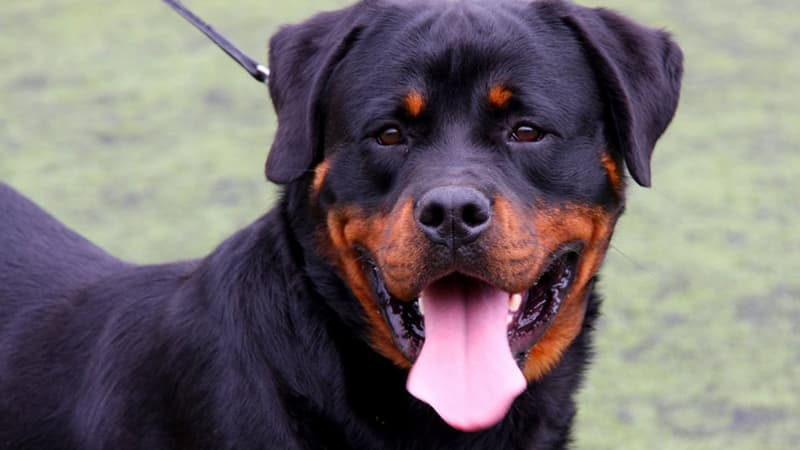 Un rottweiler. (Photo d'illustration)